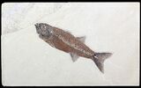 Bargain, Mioplosus Fossil Fish - Wyoming #62671-1